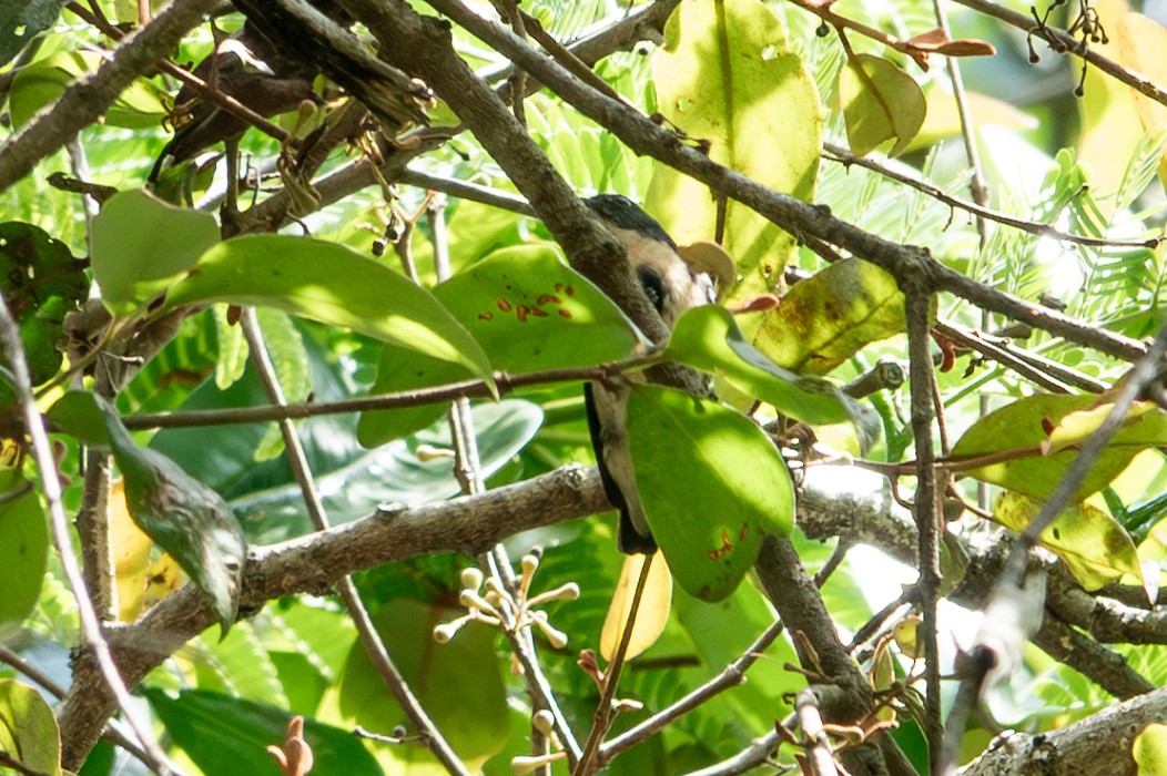 Cambodian Flowerpecker - ML653961042