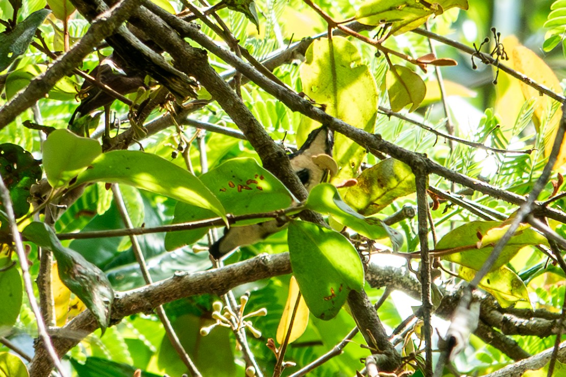 Cambodian Flowerpecker - ML653961043