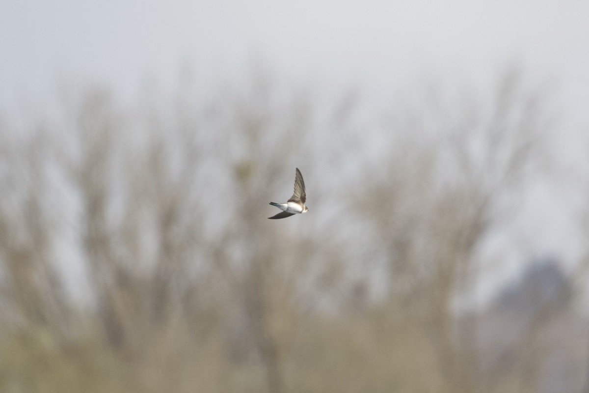 Bank Swallow - ML653962754