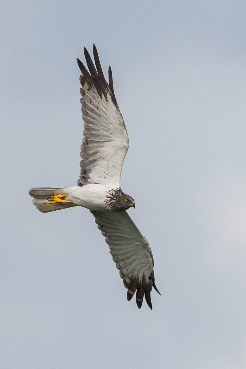 Eastern Marsh Harrier - ML65396281