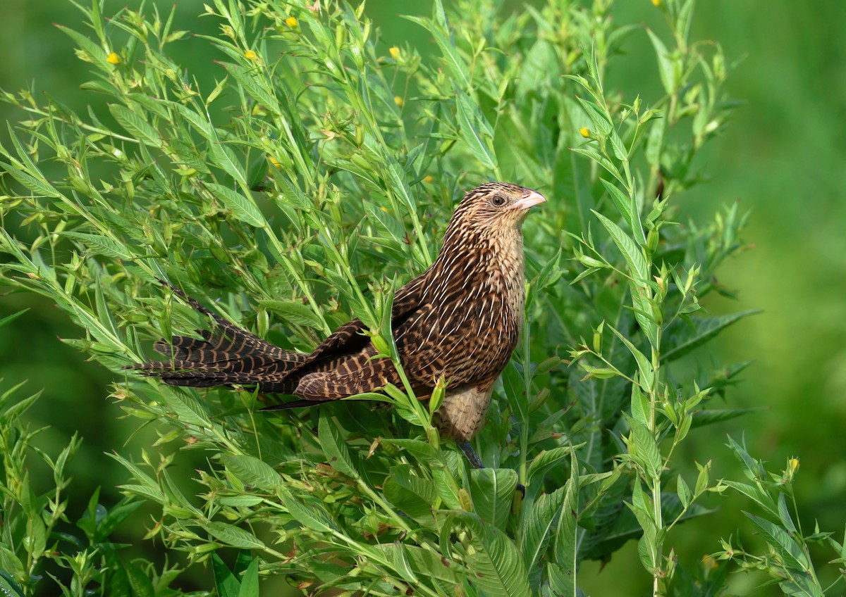Black Coucal - ML653965009
