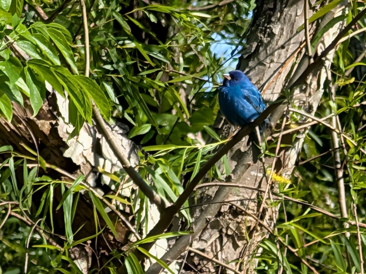 Passerin indigo - ML653965136