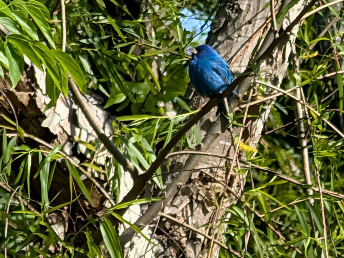 Passerin indigo - ML653965137