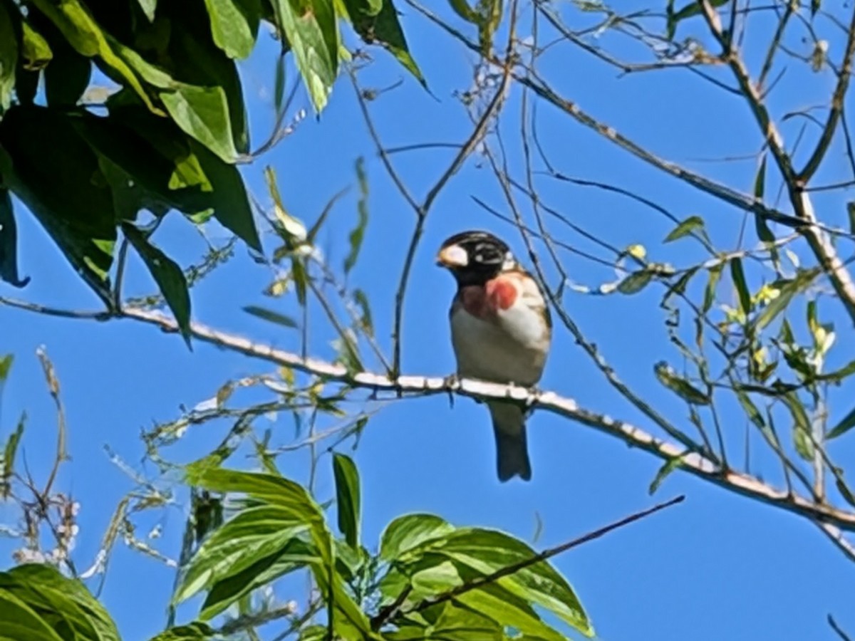Cardinal à poitrine rose - ML653965171