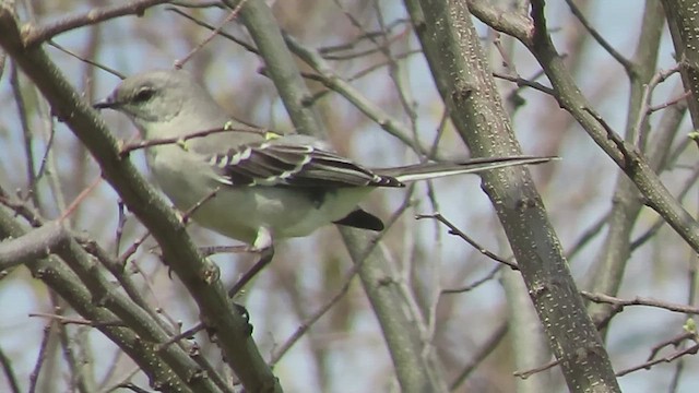 Kuzeyli Taklitçi - ML653965303