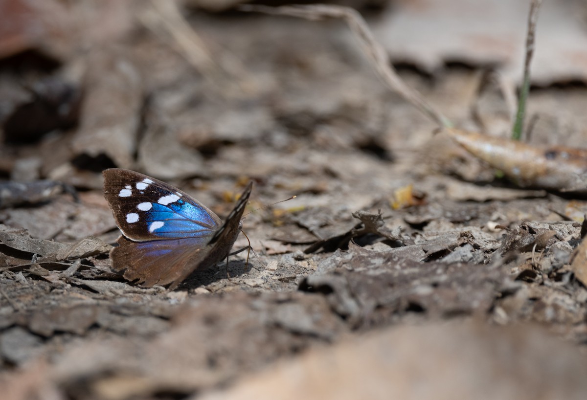 Mariposa de Alas Púrpura Florida - ML653965578