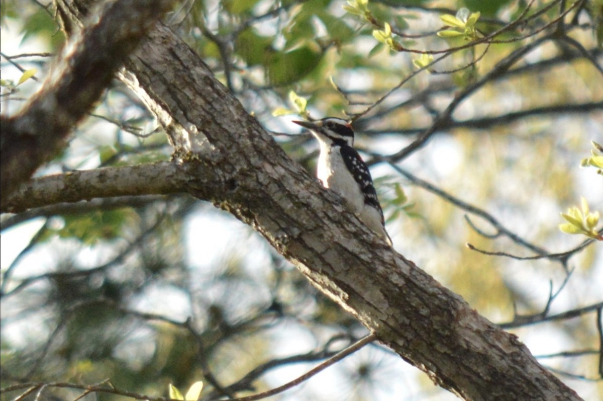 Hairy Woodpecker - ML653966431