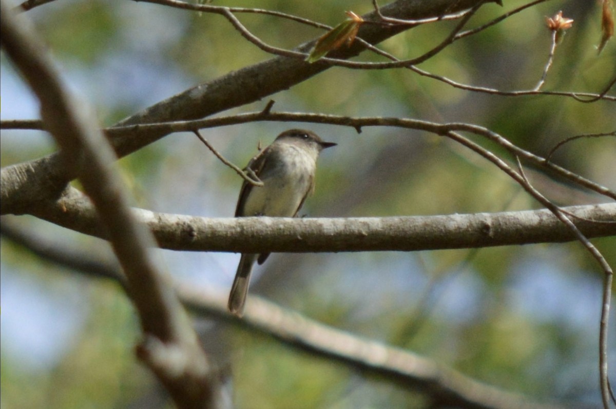 Eastern Phoebe - ML653966432