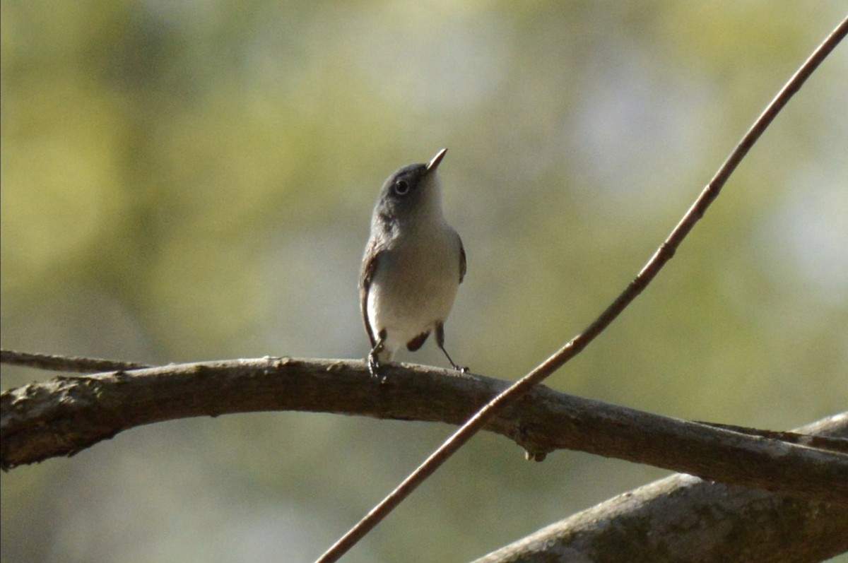 Blue-gray Gnatcatcher - ML653966444