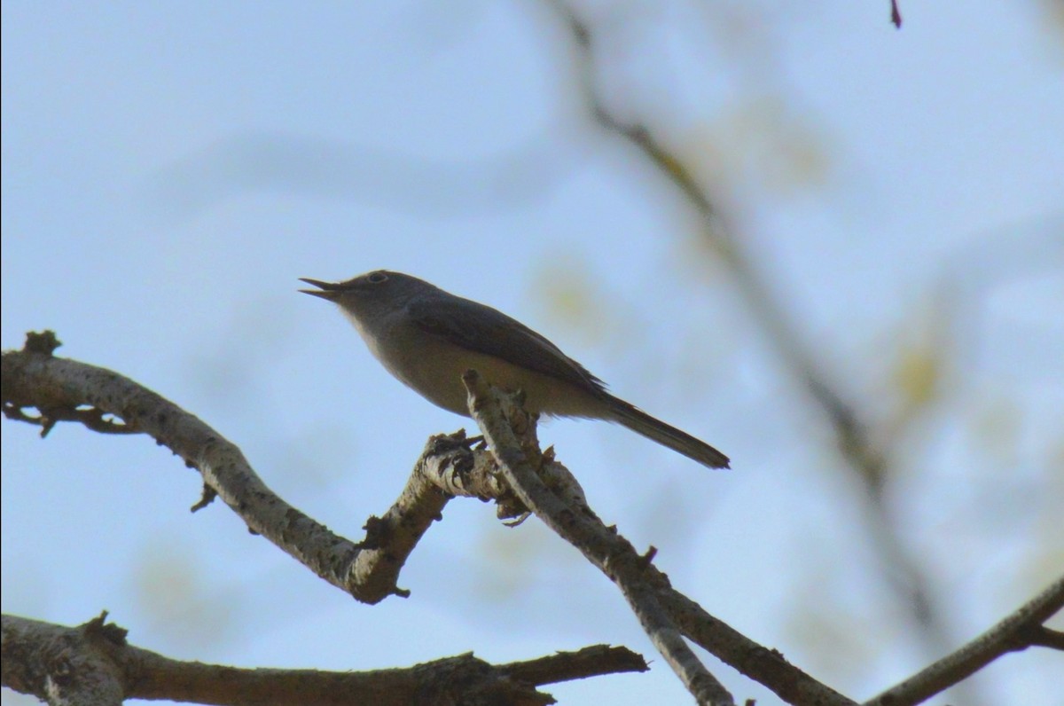 Blue-gray Gnatcatcher - ML653966471