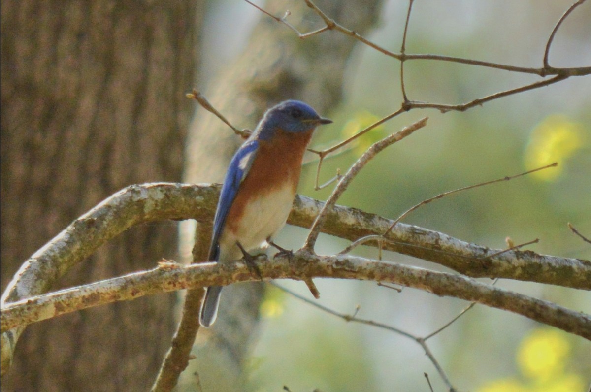 Eastern Bluebird - ML653966480