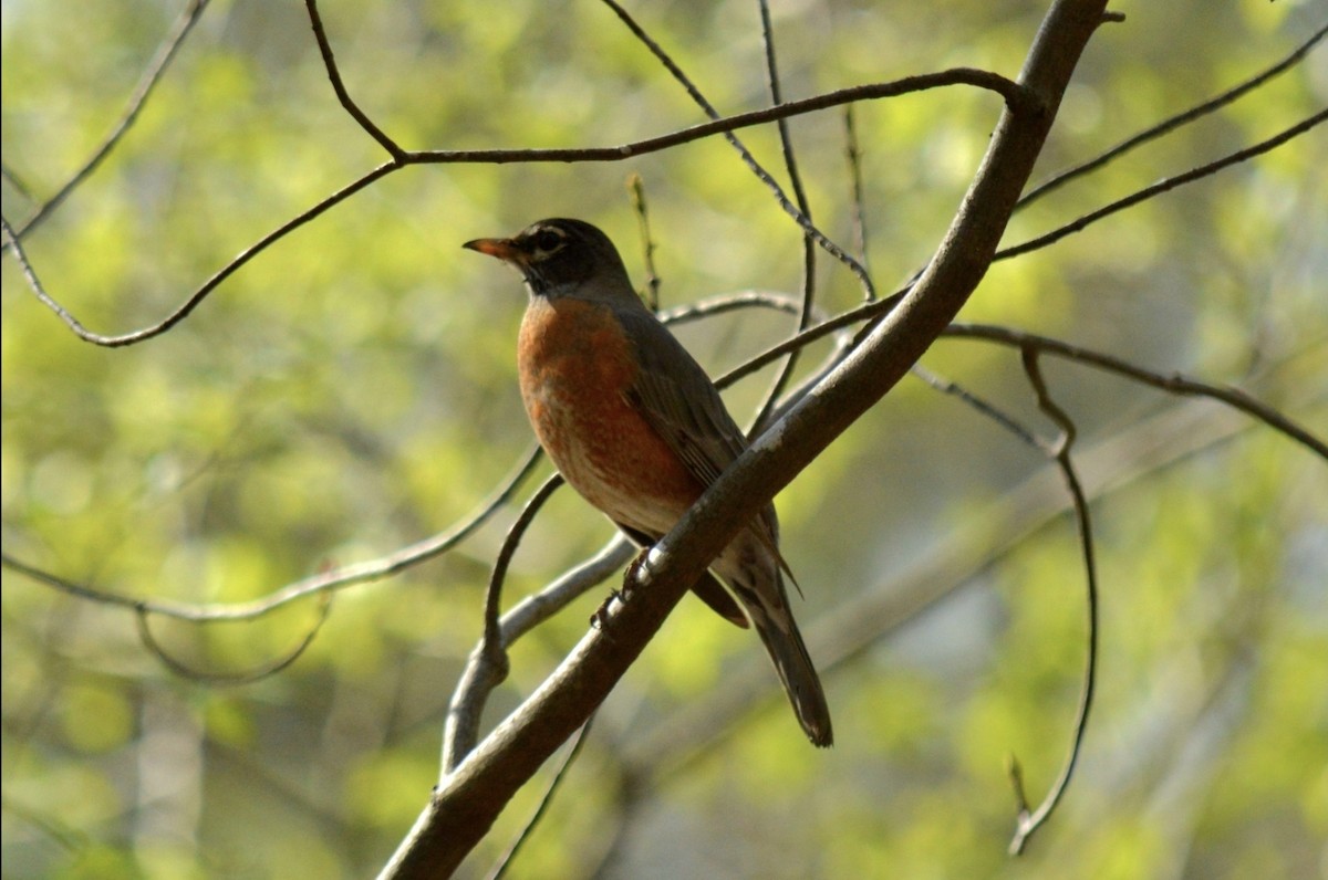American Robin - ML653966482