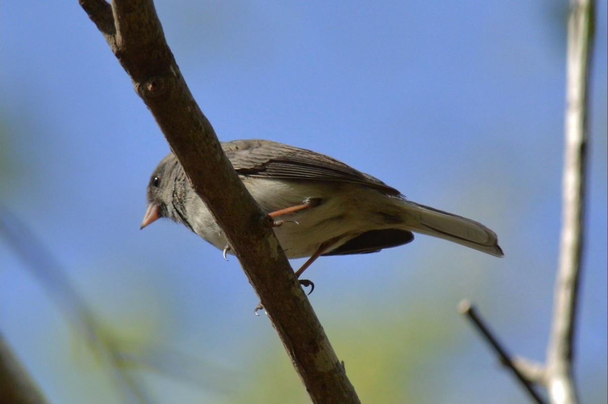 Dark-eyed Junco - ML653966493