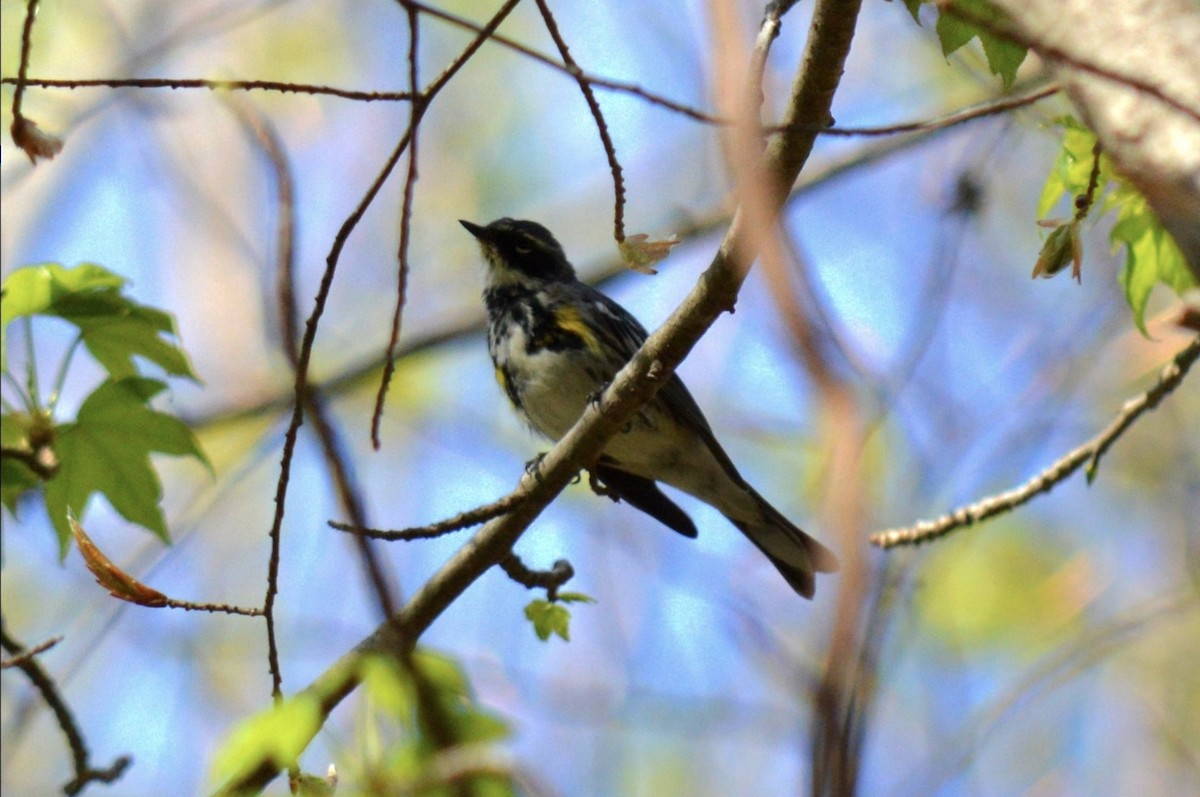 Yellow-rumped Warbler - ML653966533