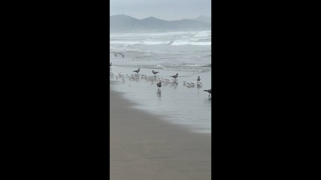 Sanderling - ML653968955