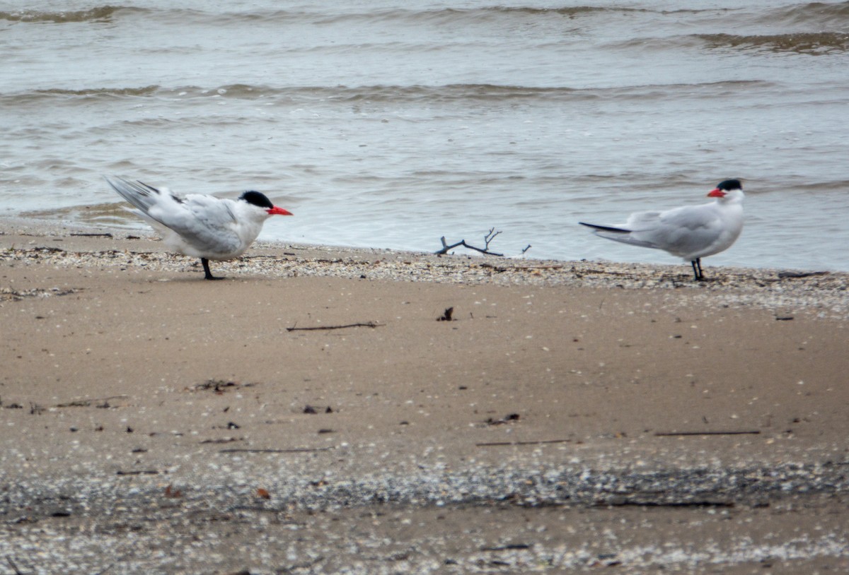 Caspian Tern - ML653970135