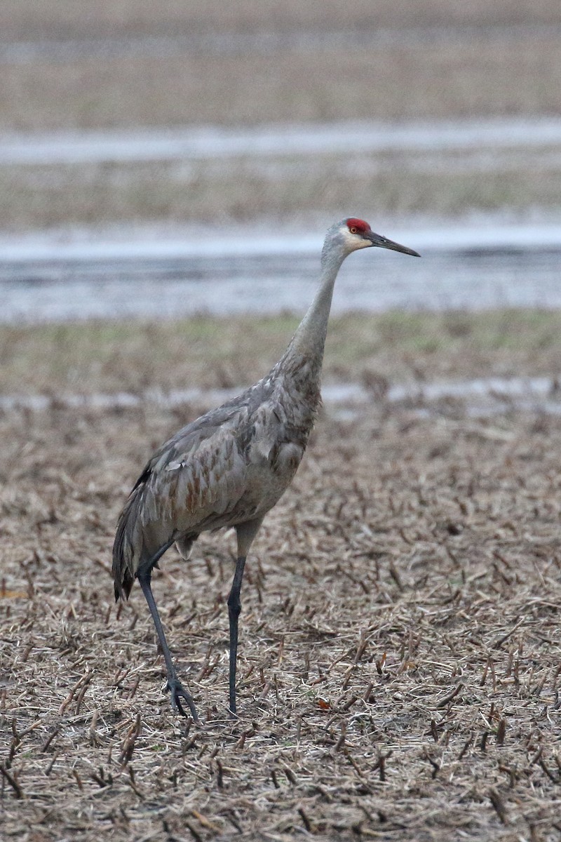 Sandhill Crane - ML653970761