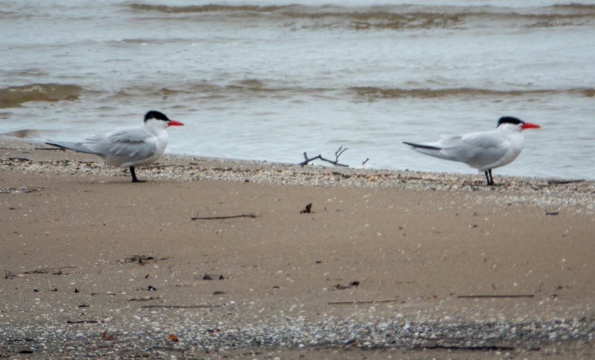 Caspian Tern - ML653970951