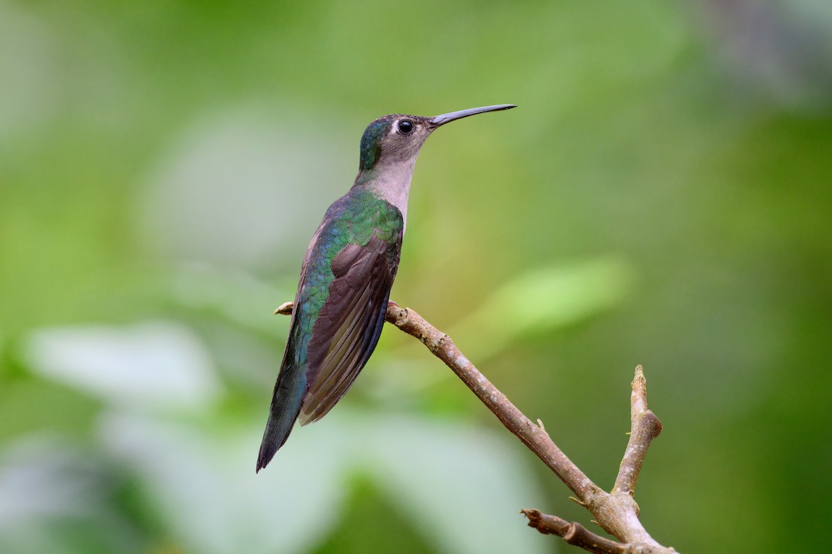 Wedge-tailed Sabrewing - ML653973072