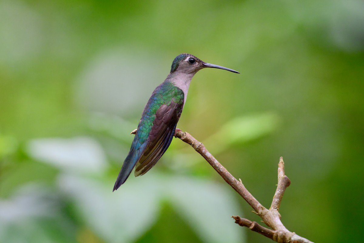 Wedge-tailed Sabrewing - ML653973079