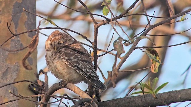 Spotted Owlet - ML653974941