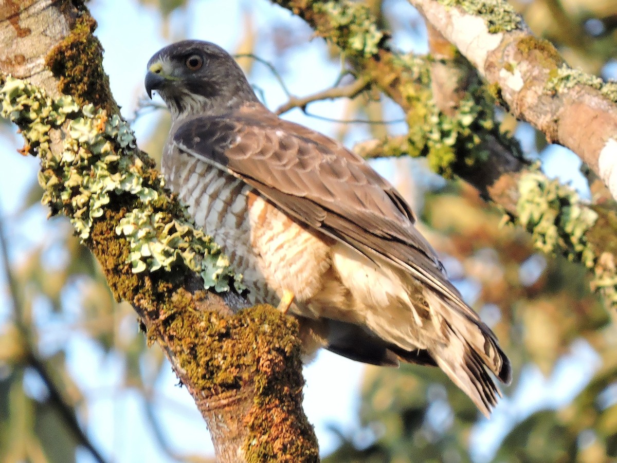 Broad-winged Hawk - ML65397561