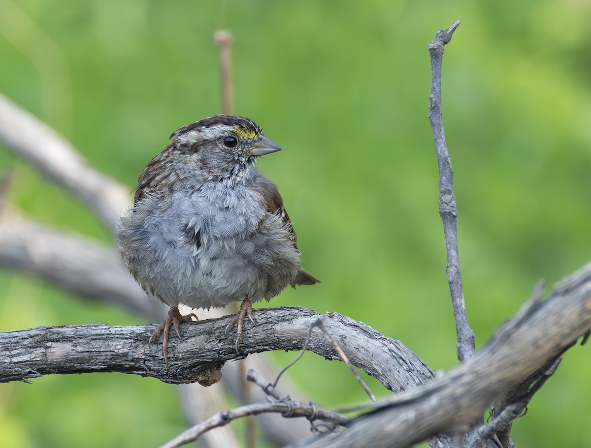 White-throated Sparrow - ML653977118