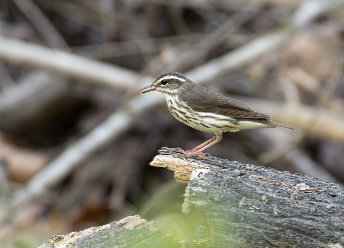 Louisiana Waterthrush - ML653977135
