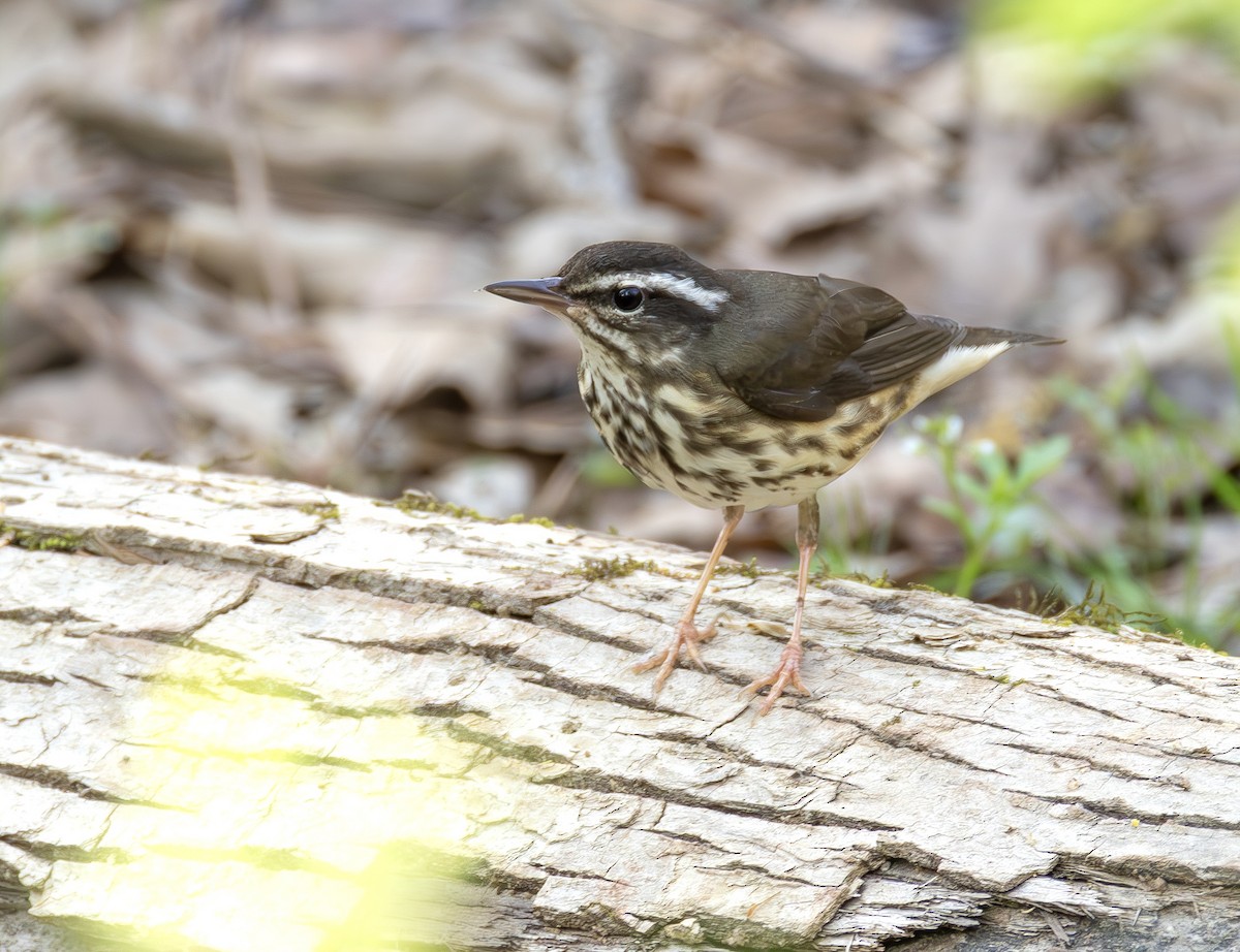 Louisiana Waterthrush - ML653977136