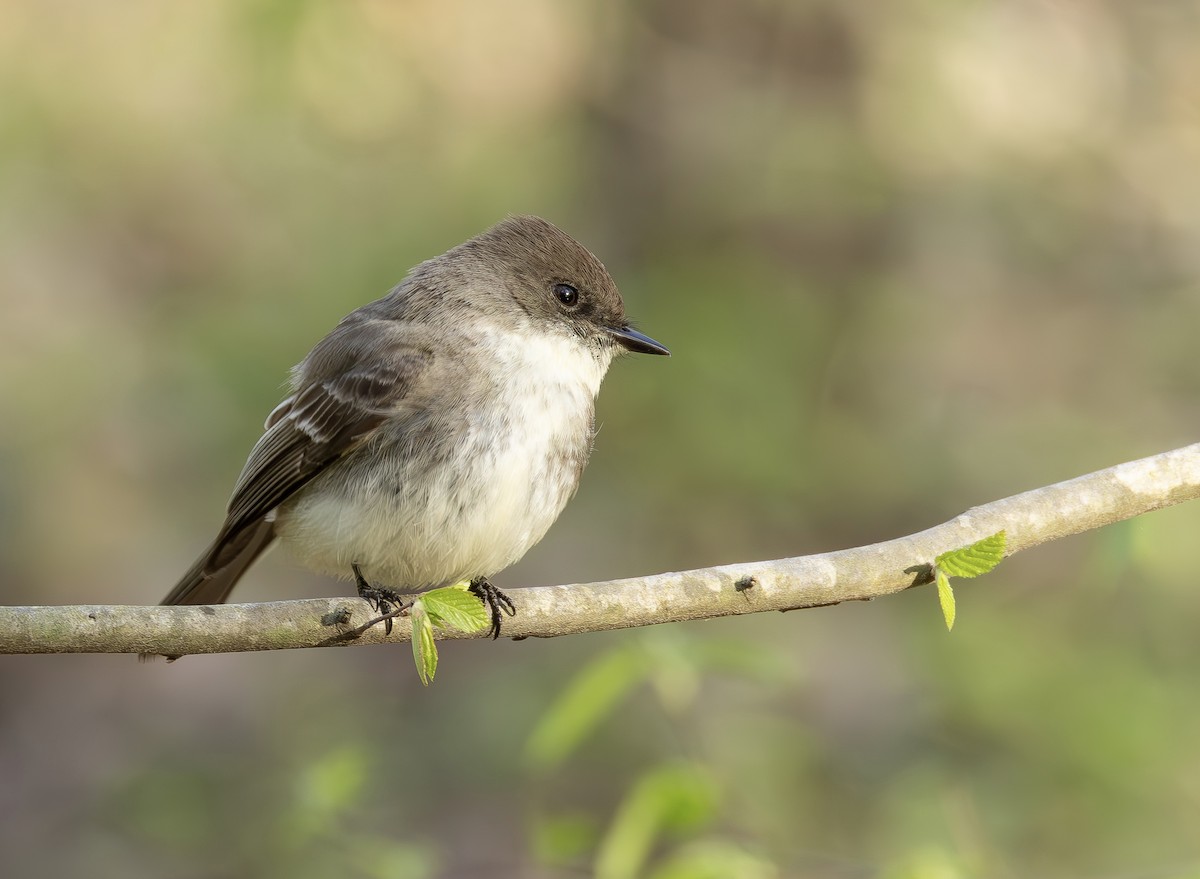 Eastern Phoebe - ML653977152