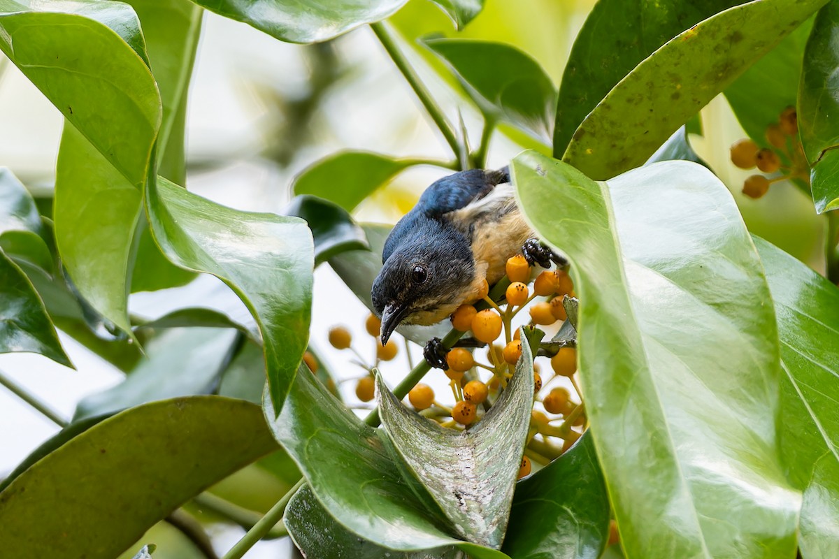Cambodian Flowerpecker - ML653977260