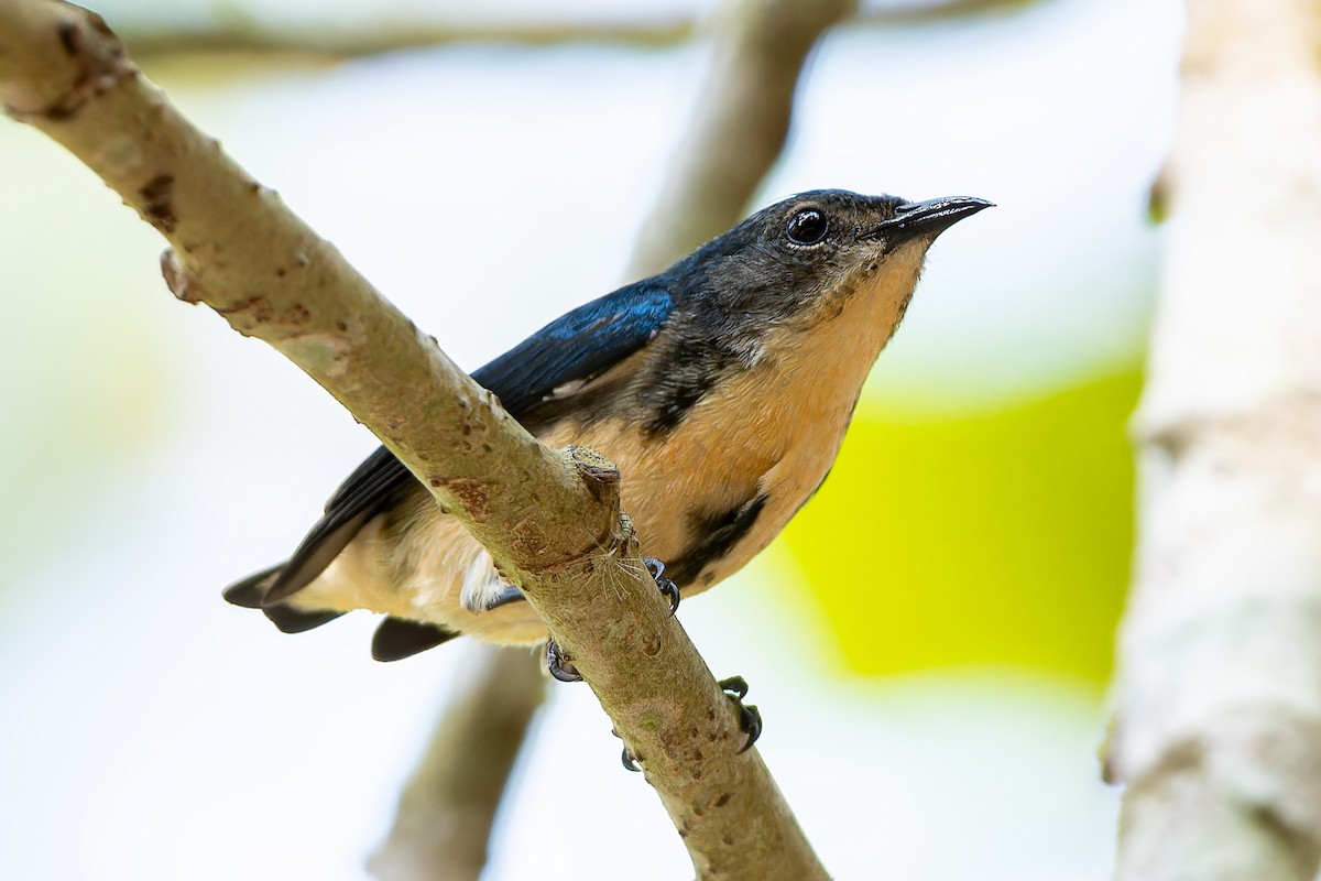 Cambodian Flowerpecker - ML653977905