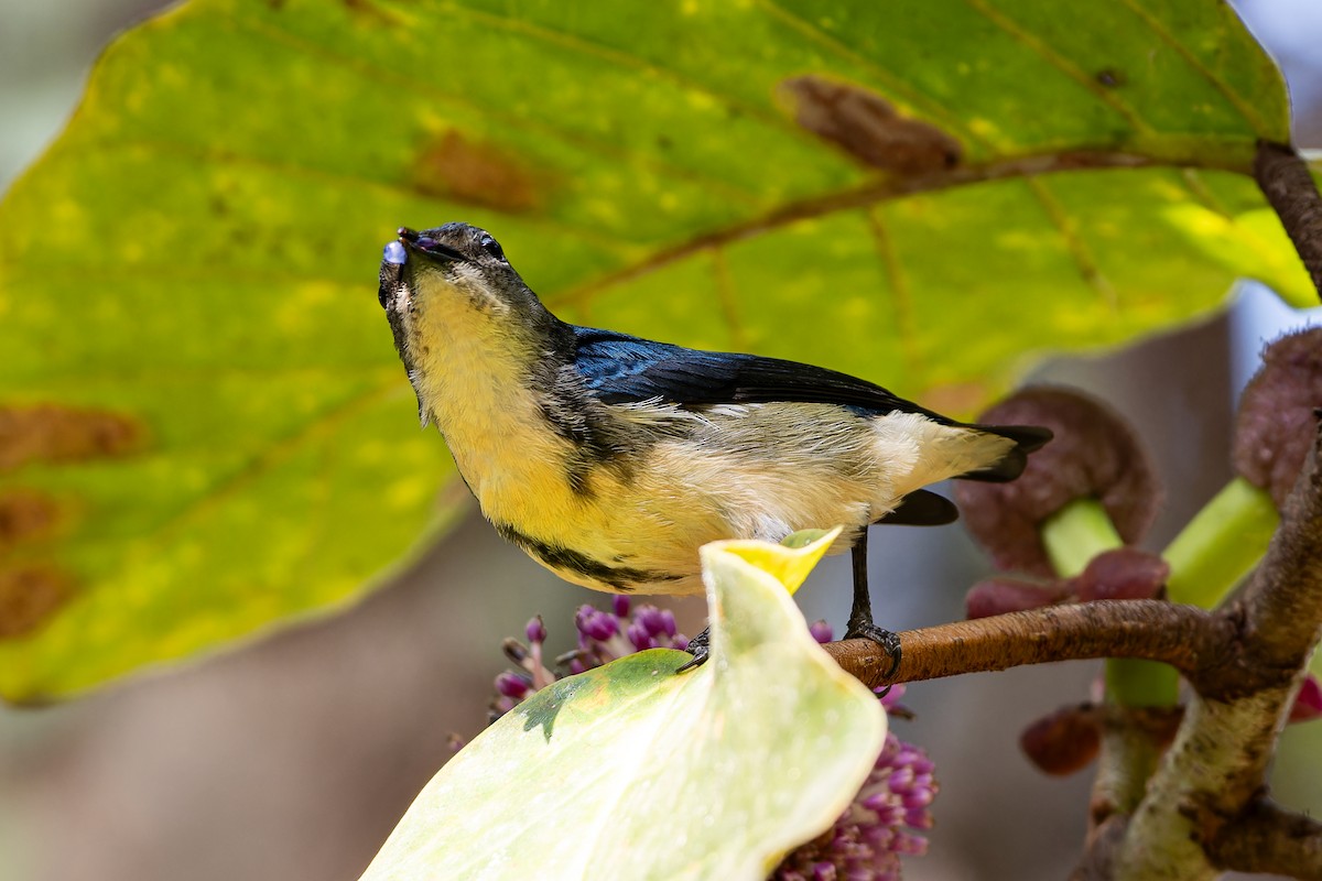 Cambodian Flowerpecker - ML653977906