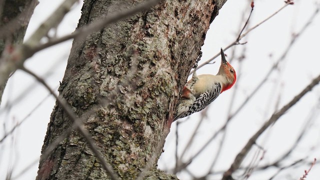 Red-bellied Woodpecker - ML653977981