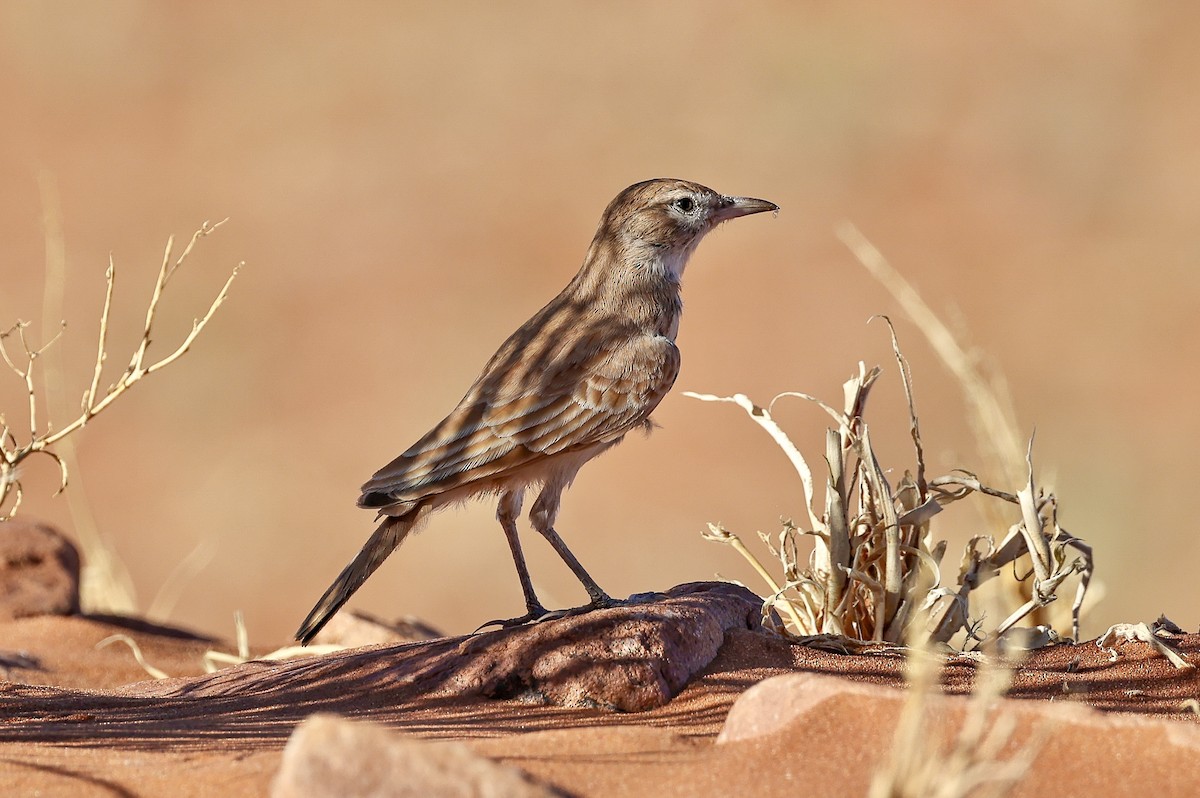 Dune Lark - ML653978676