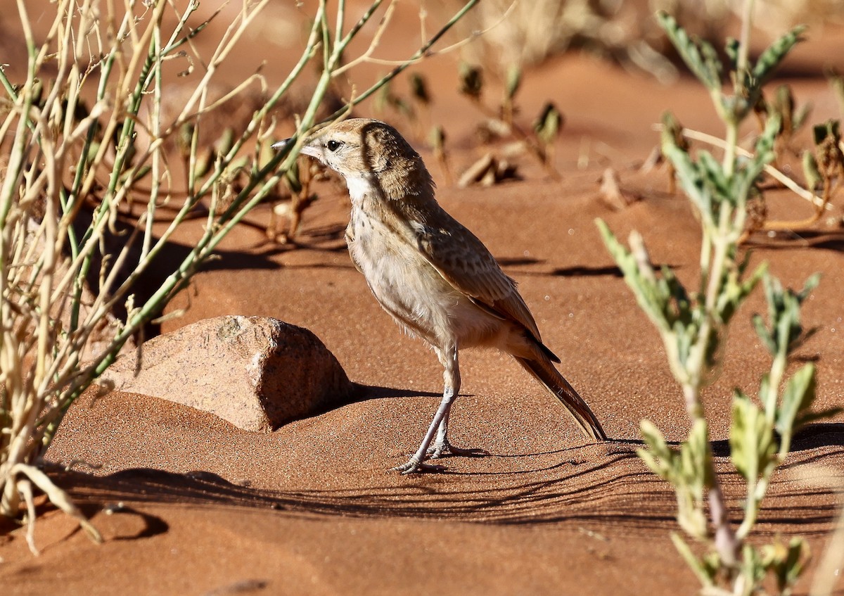 Dune Lark - ML653978677