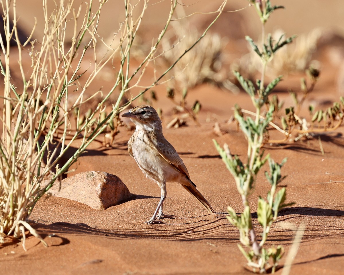 Dune Lark - ML653978678