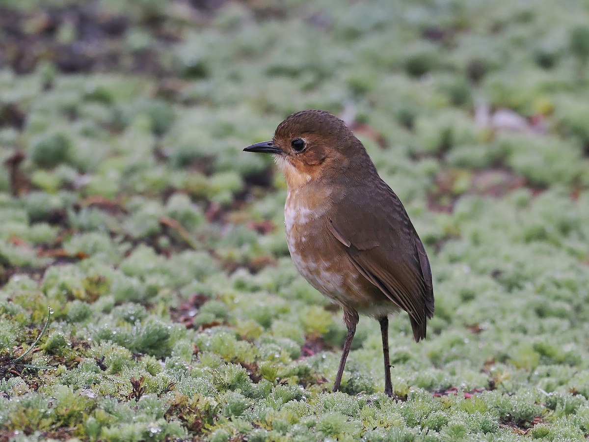 Boyaca Antpitta - ML653980321