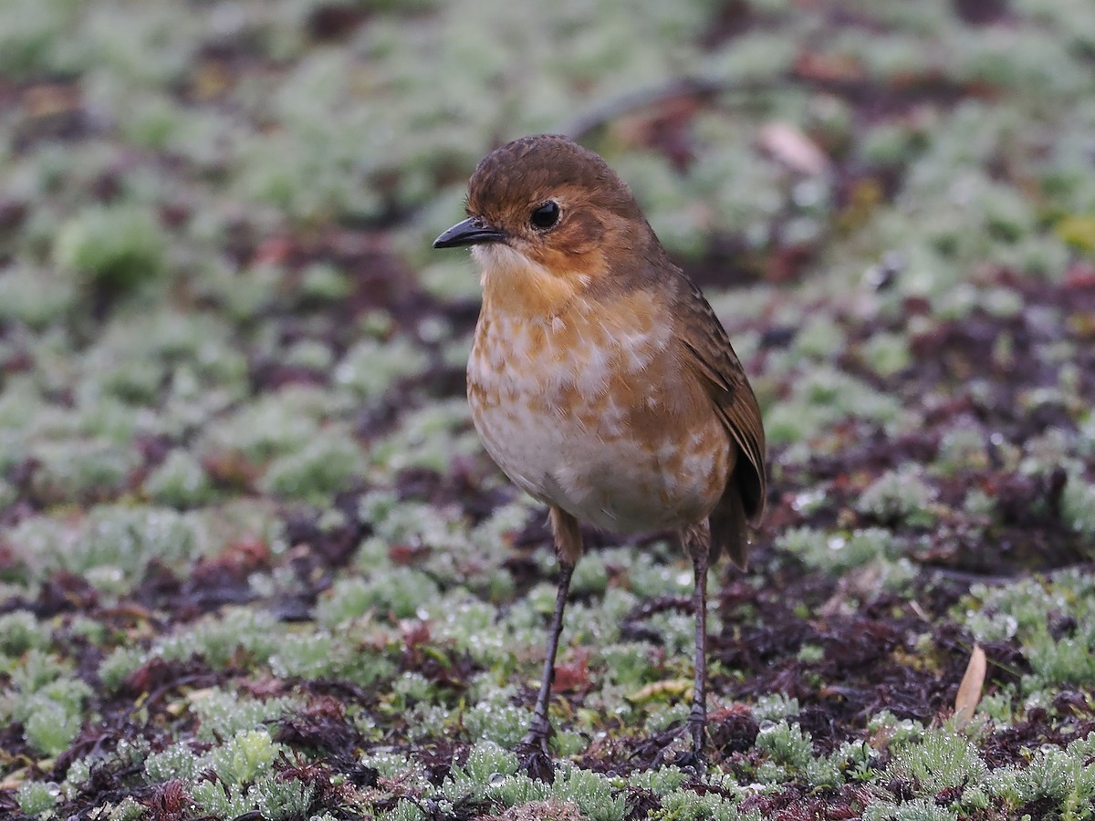 Boyaca Antpitta - ML653980330