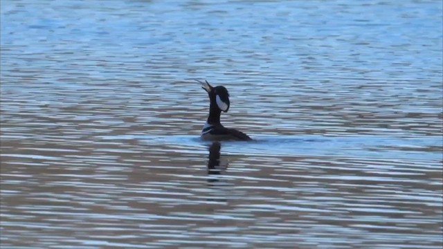 Hooded Merganser - ML653980627