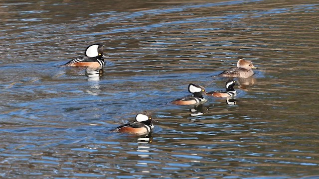 Hooded Merganser - ML653980628