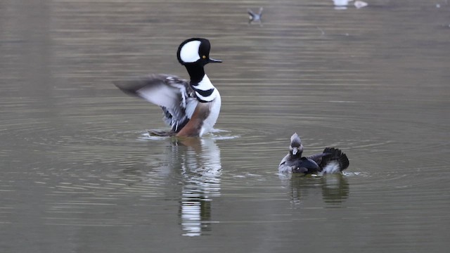 Hooded Merganser - ML653981423