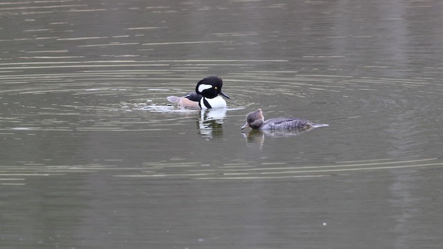 Hooded Merganser - ML653981435