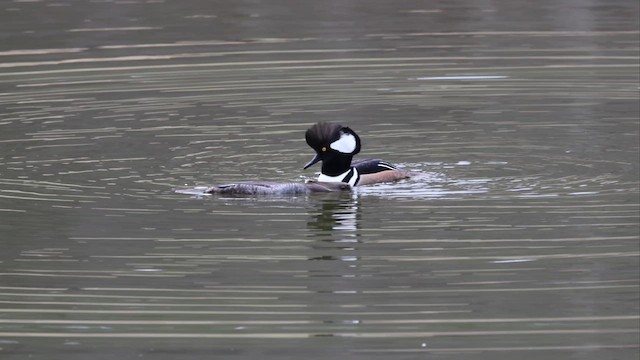 Hooded Merganser - ML653982026