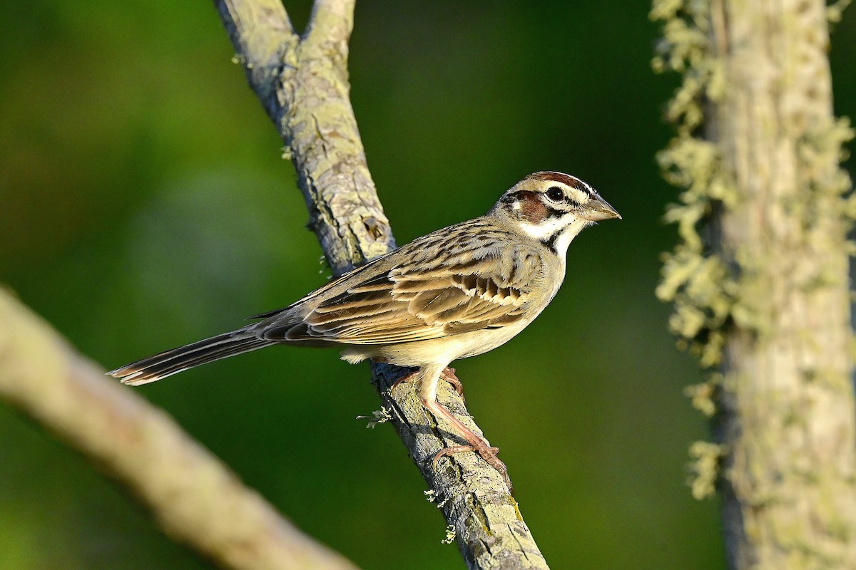 lerkespurv - ML653982228