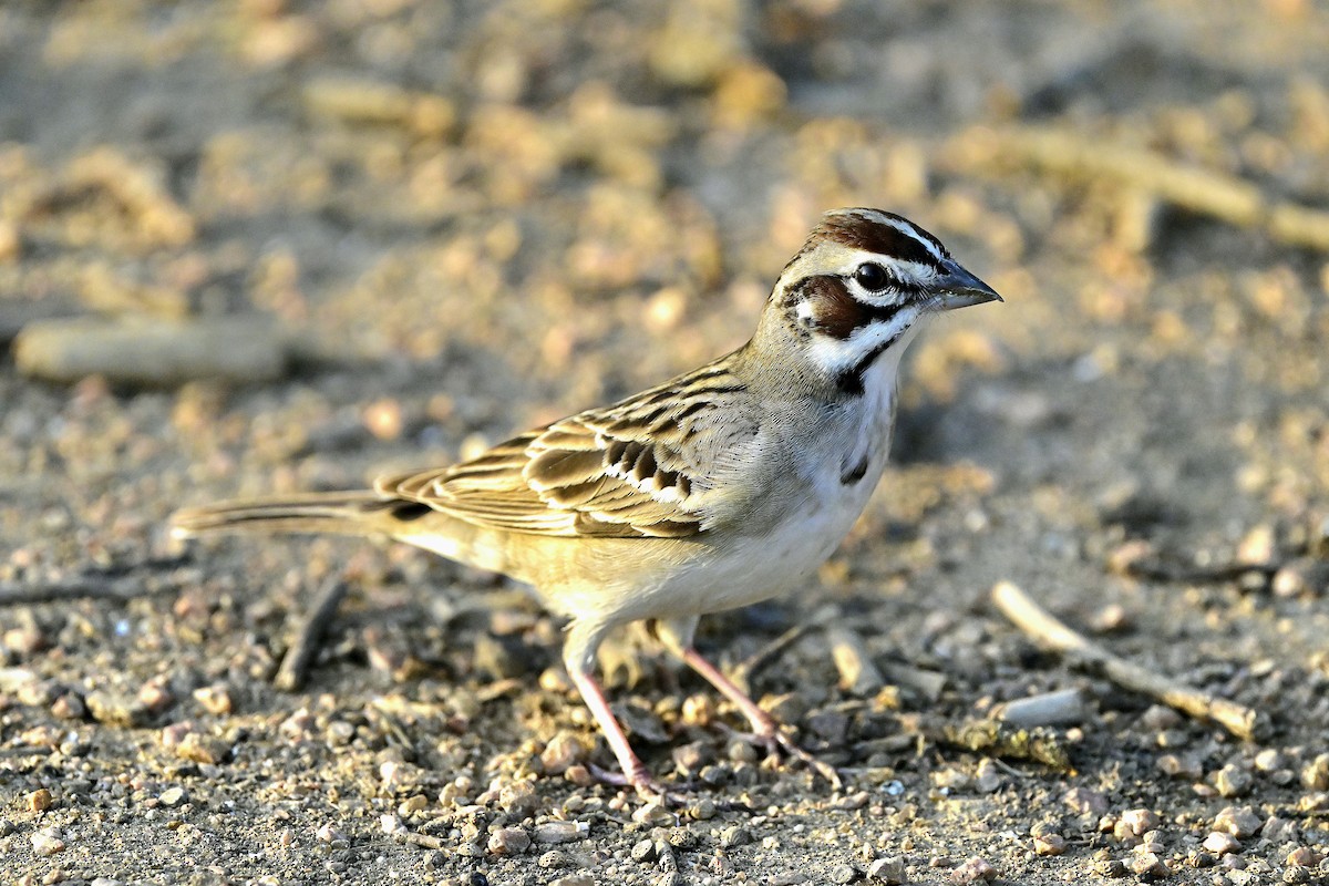 lerkespurv - ML653982229