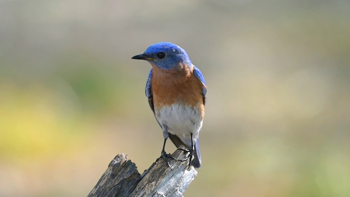 østblåfugl - ML653982279