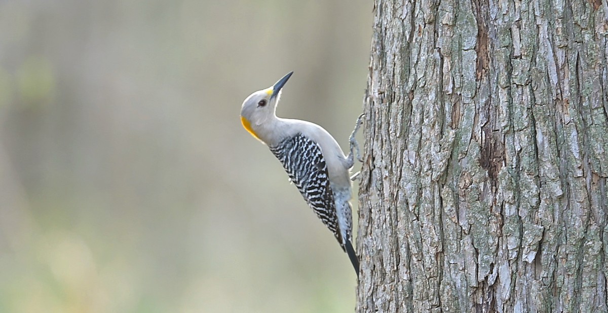 mesquitespett - ML653982283