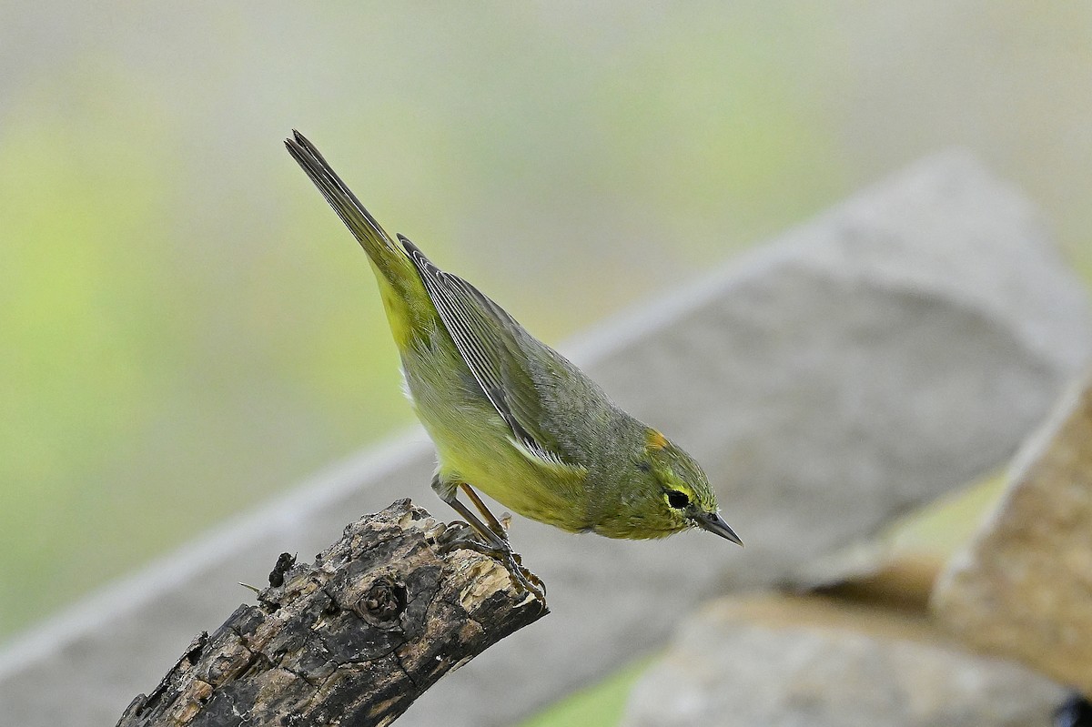 oransjekroneparula - ML653982522