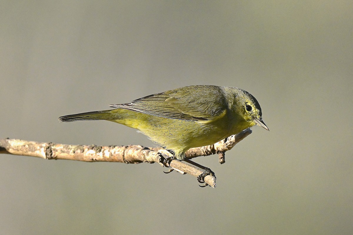 oransjekroneparula - ML653983035